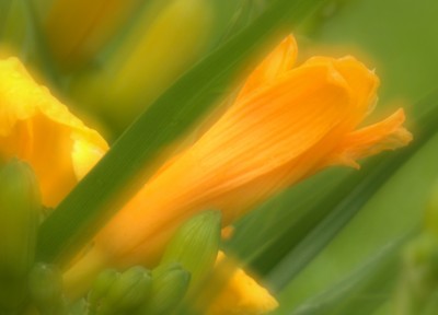 Yellow_lilly