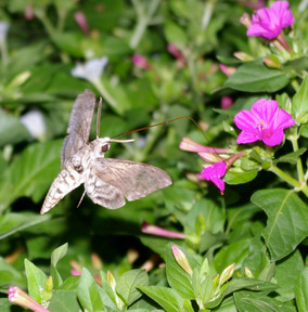 Hummingbird_moth_3